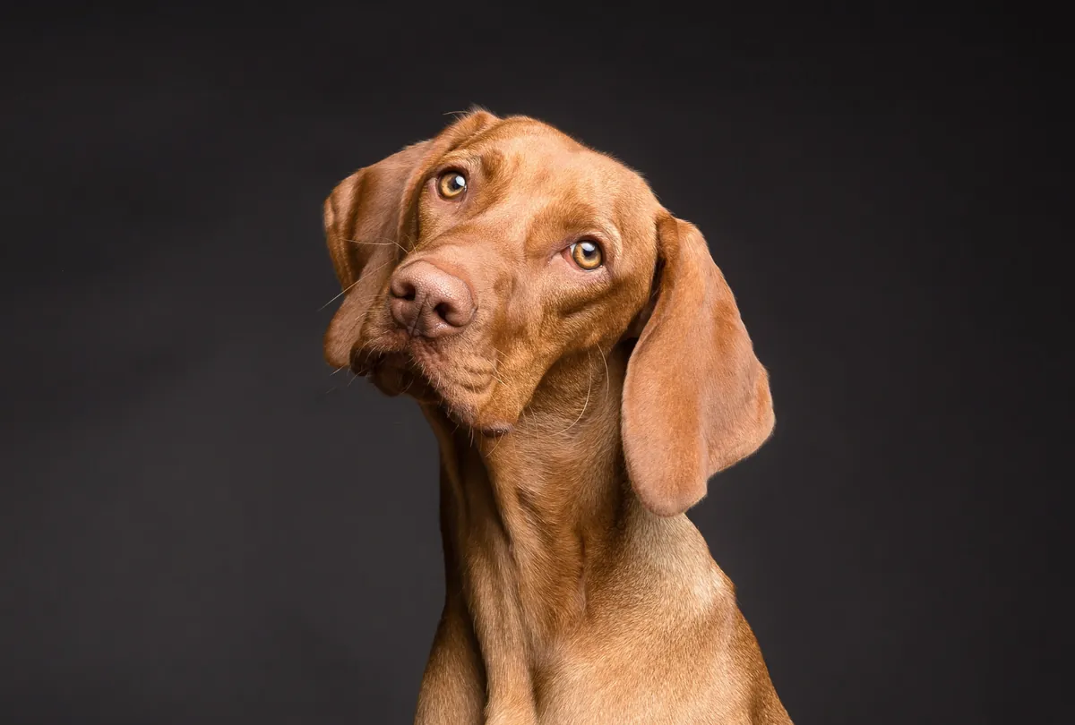 Tan brown dog with head tilted against dark background