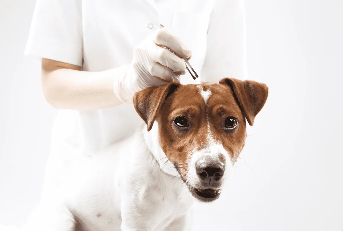 5 Ways to Protect Your Dog from Ticks and Fleas
