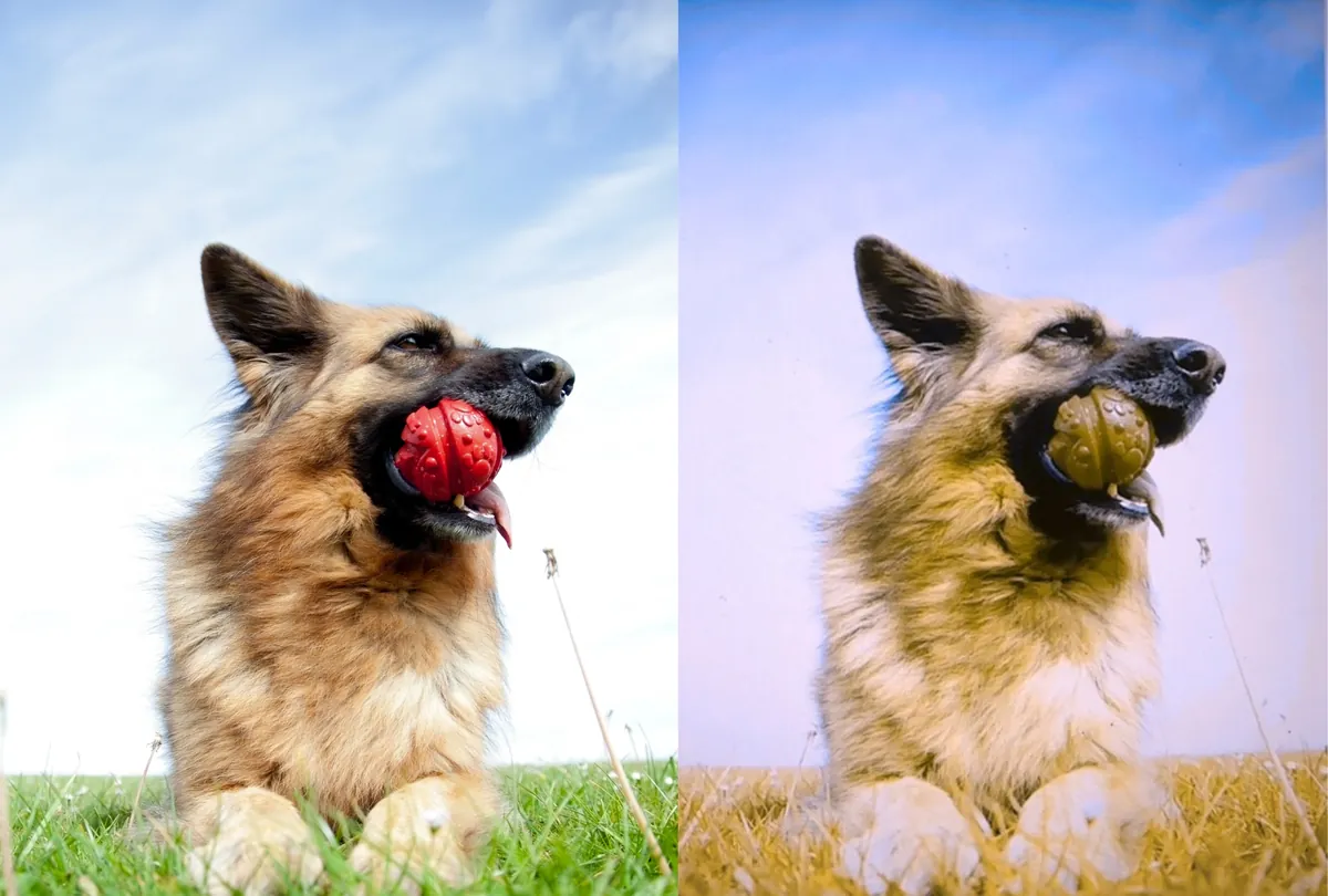 Tan dog holding red ball in mouth shown with yellow ball