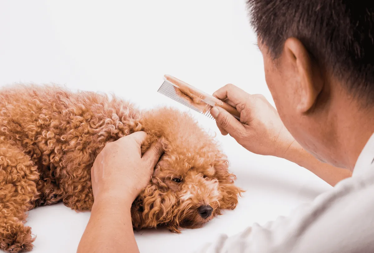 Groomer combing tan poodle's curly coat during grooming