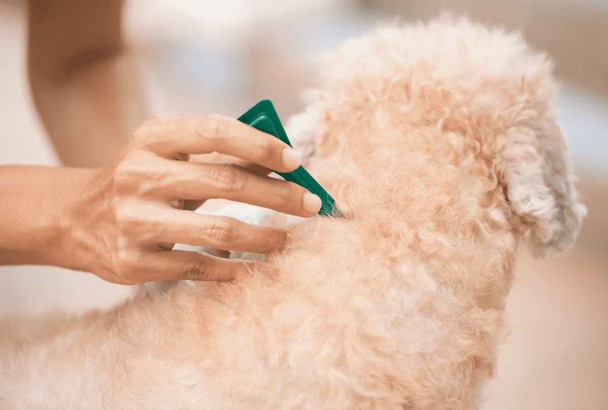 Hands using wooden comb on tan poodle's furry coat