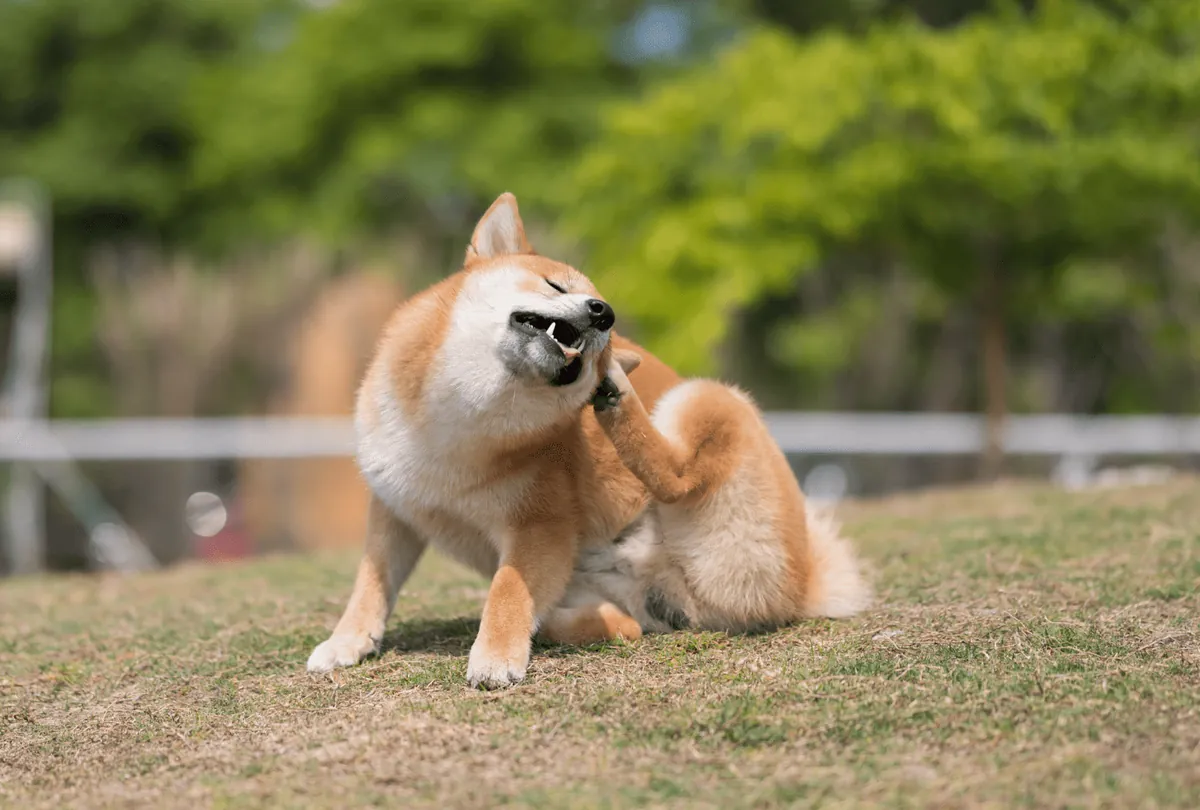 Tan and white dog scratching at ear with back leg