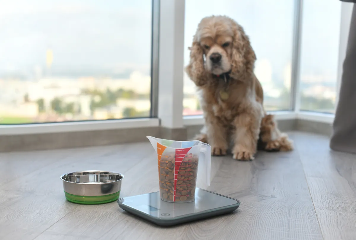 Brown cocker spaniel sitting by windows overlooking landscape