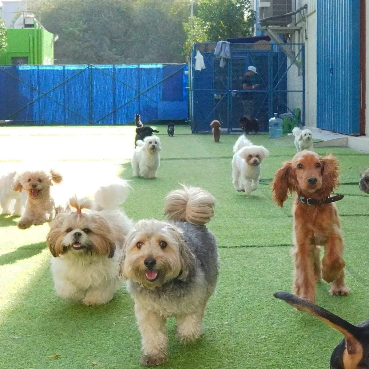 Multiple mixed breed dogs in grass yard at boarding facility