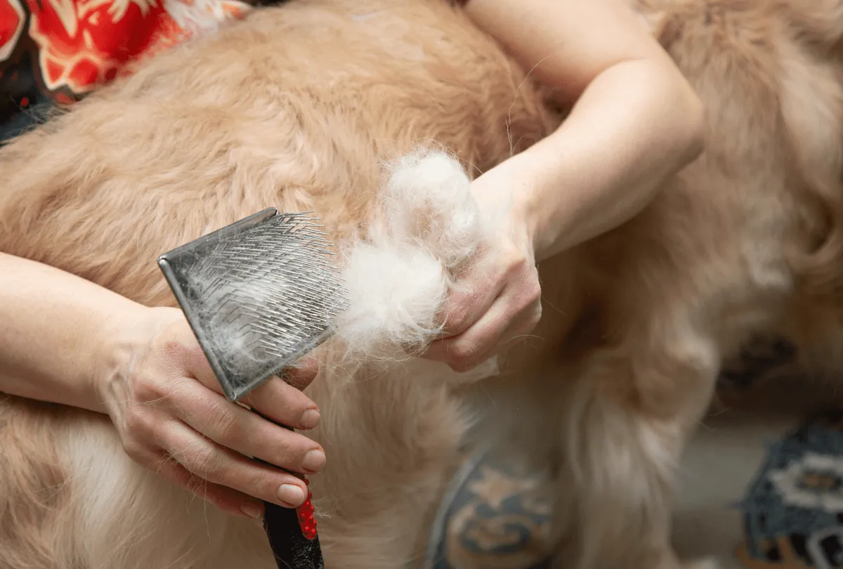Hands using grooming brush to remove shed fur from dog