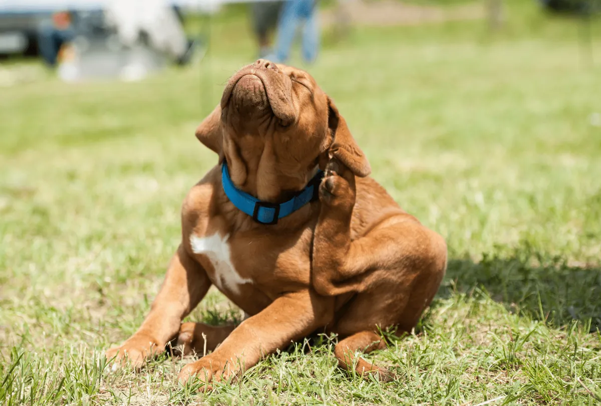Red brown dog in play bow on grass with blue collar