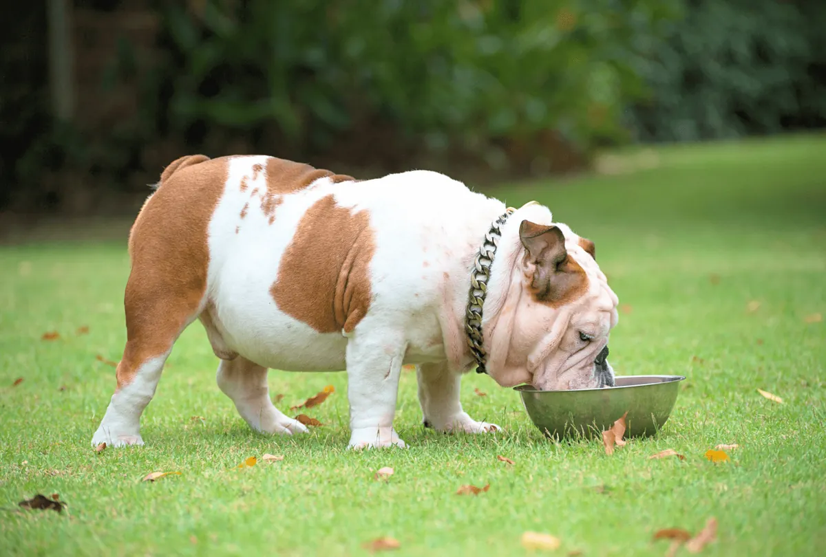 5 Healthy Food Tips to Improve Your Dog’s Gut Health