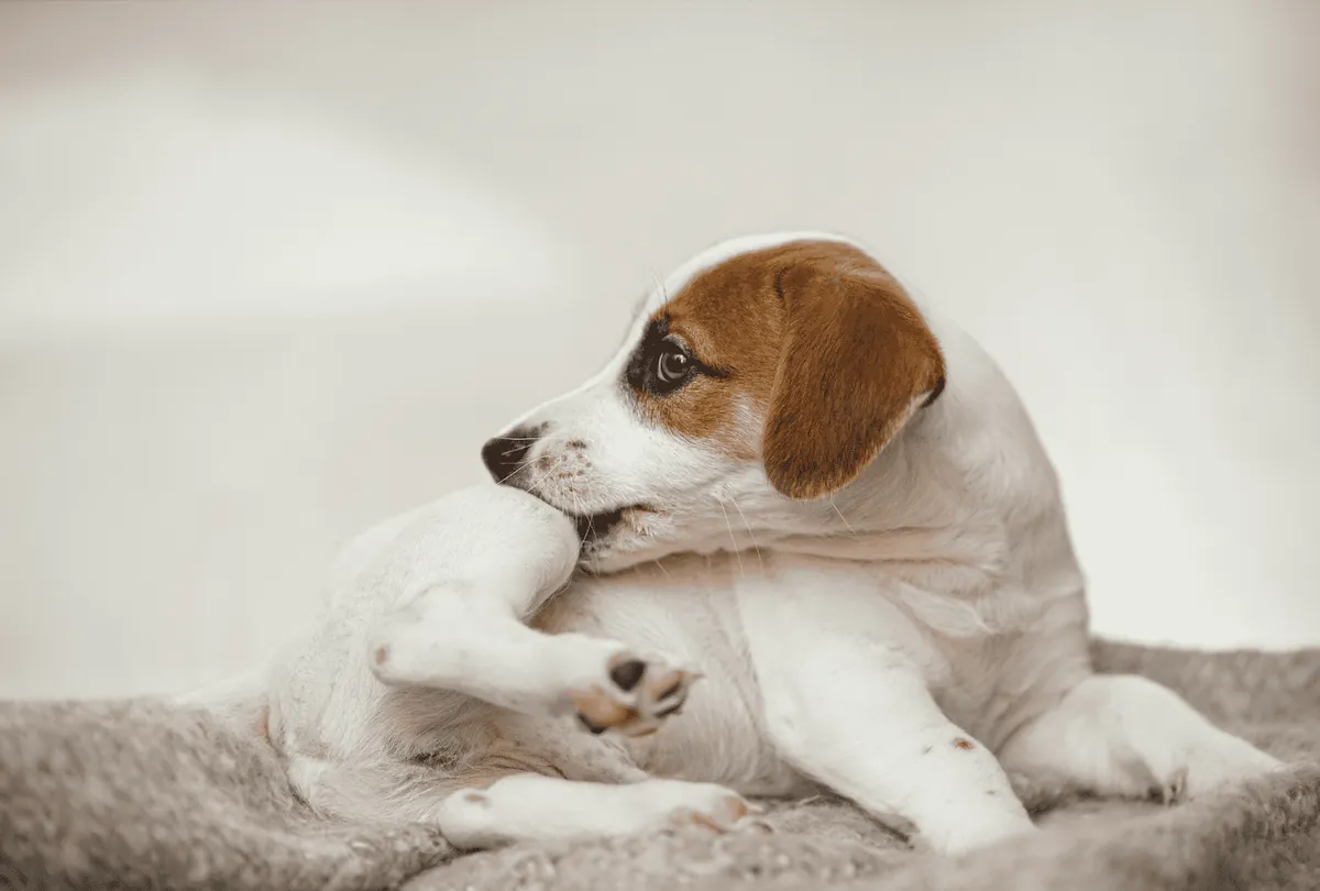 Dog Allergies: 5 Symptoms You Shouldn’t Ignore