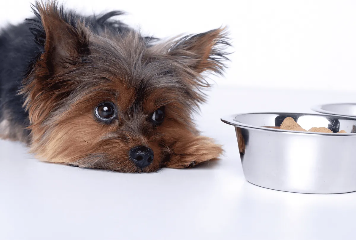 Small brown dog looking disinterested at food bowl with kibble