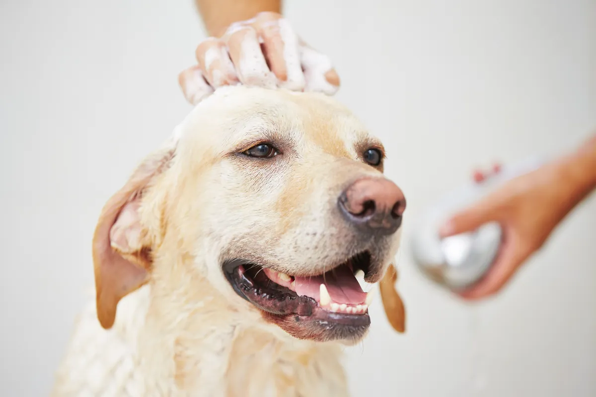 Person washing white dog's head with water in bathroom sink