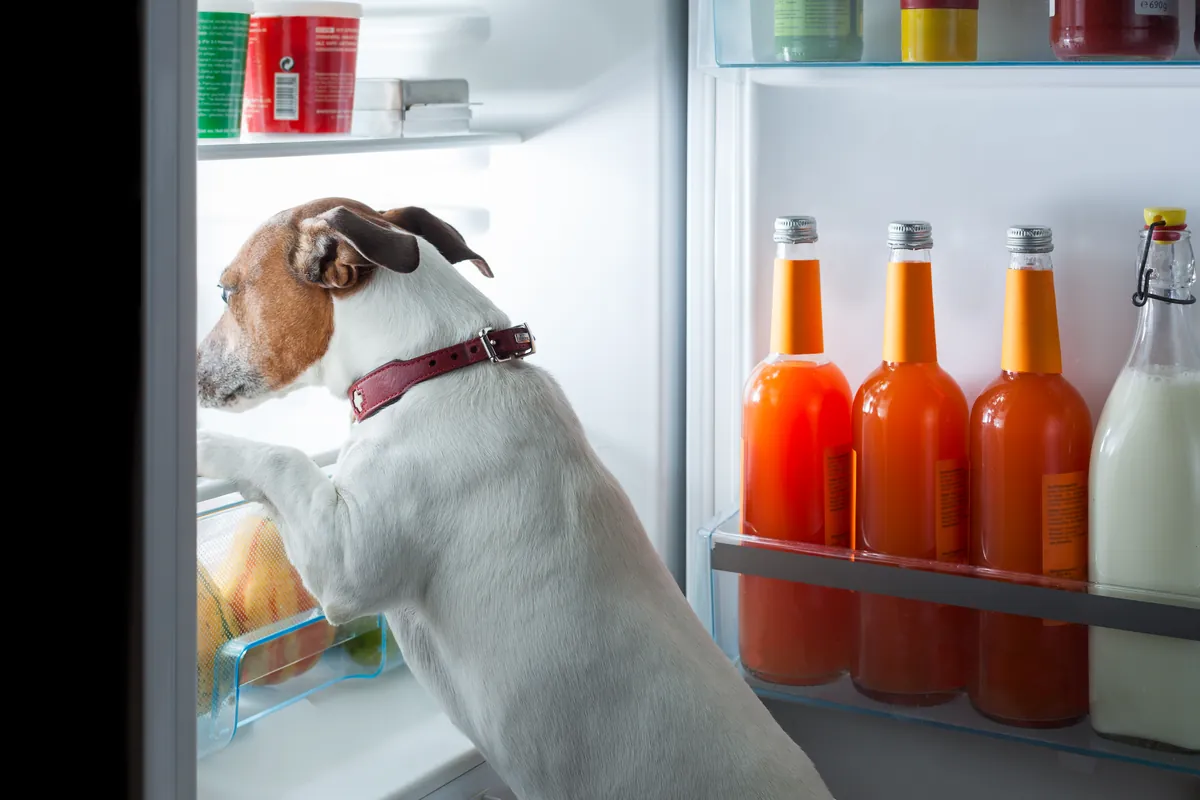 Yellow Labrador panting at open fridge with food on counter