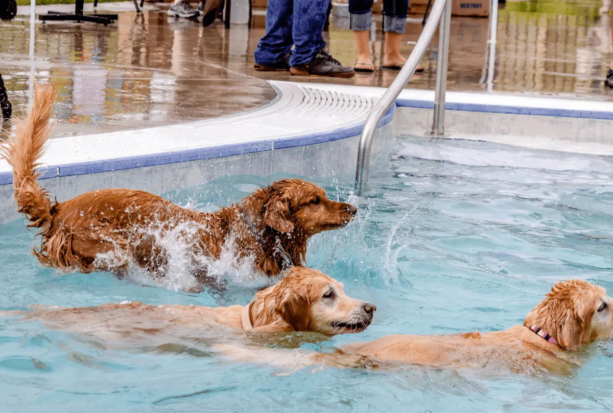 Three golden retrievers swimming together in turquoise pool