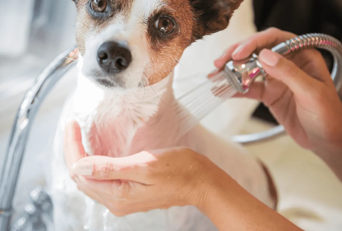 Small brown and white dog being bathed with water stream