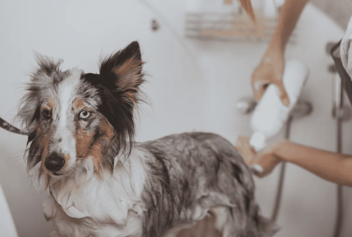 Brown and white border collie being dried by person grooming