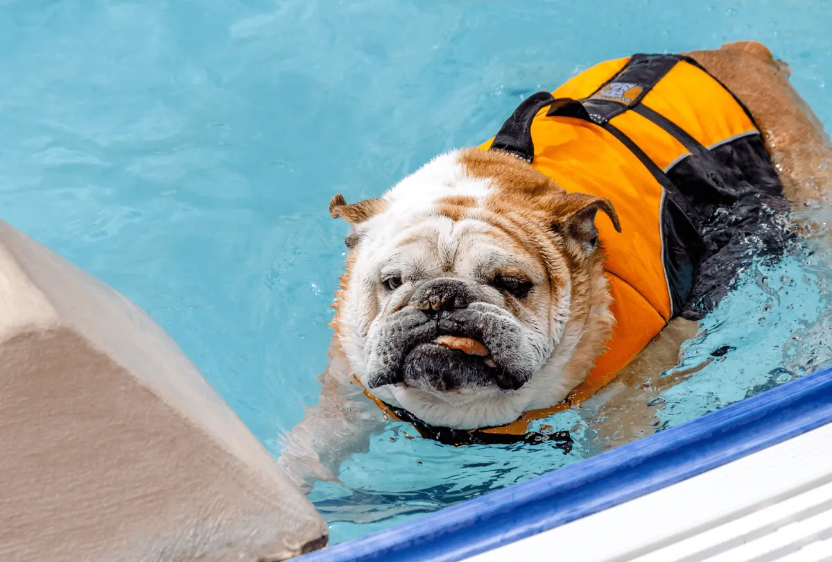 Bulldog wearing orange and black life jacket swimming in pool