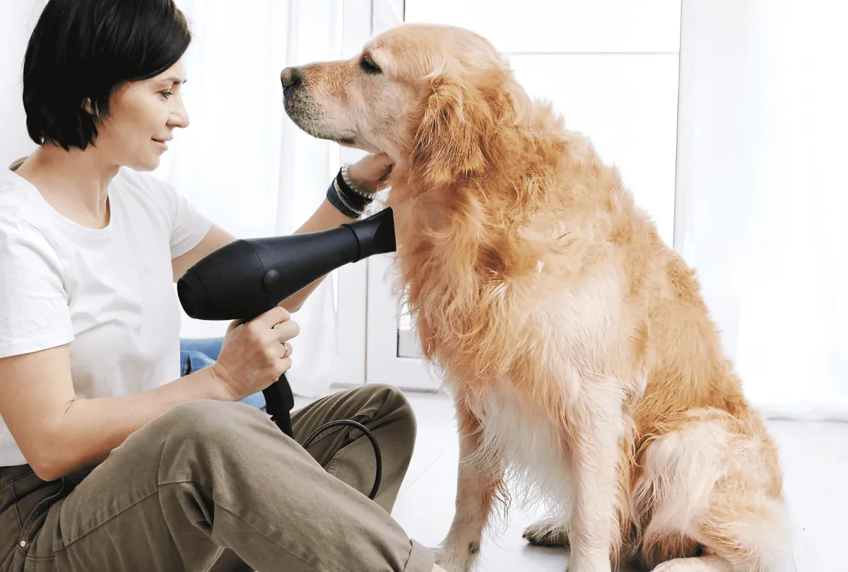 Woman drying wet golden Labrador with hair dryer indoors