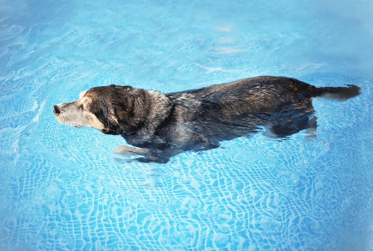 Dark dog swimming in clear turquoise pool water
