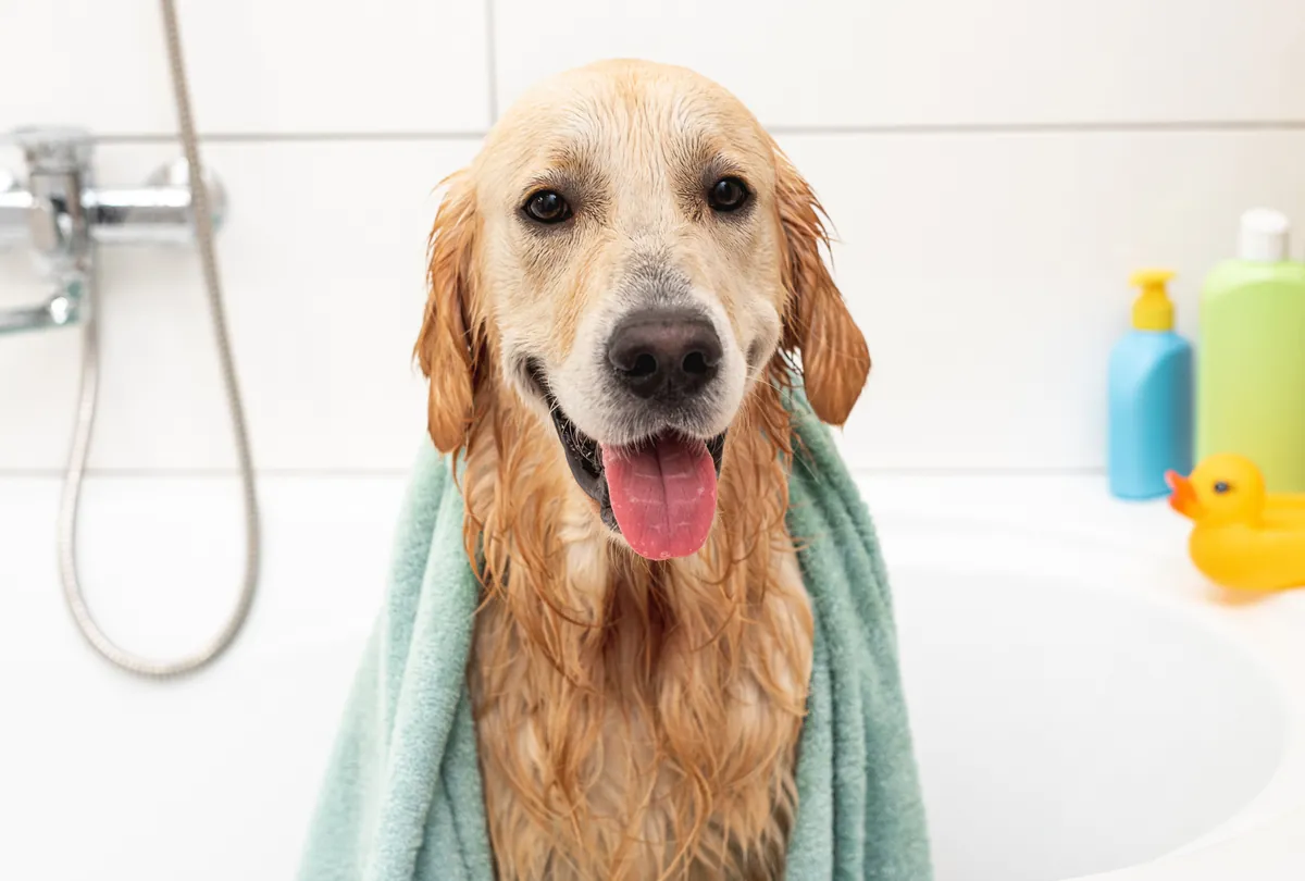 5 Tips for a Hassle-Free Dog Bath Time