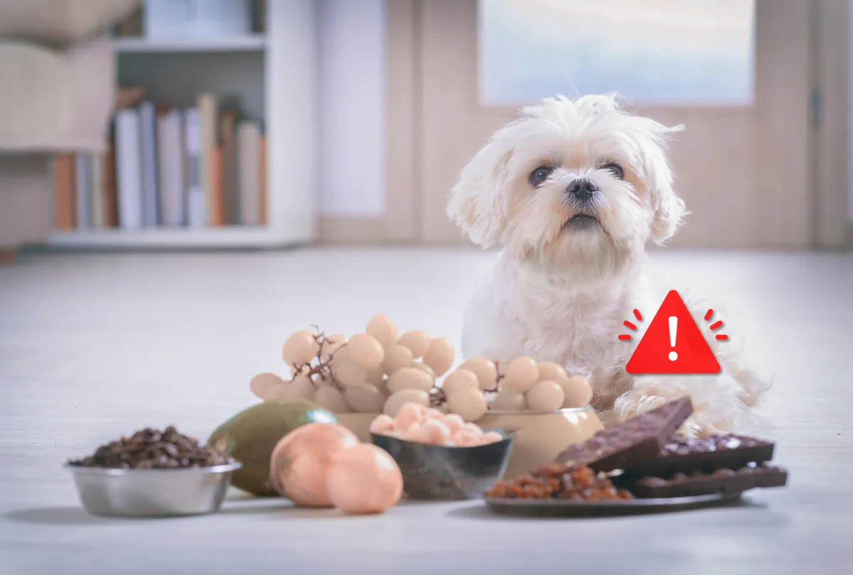 5 Dangerous Foods for Dogs—And What to Feed Instead