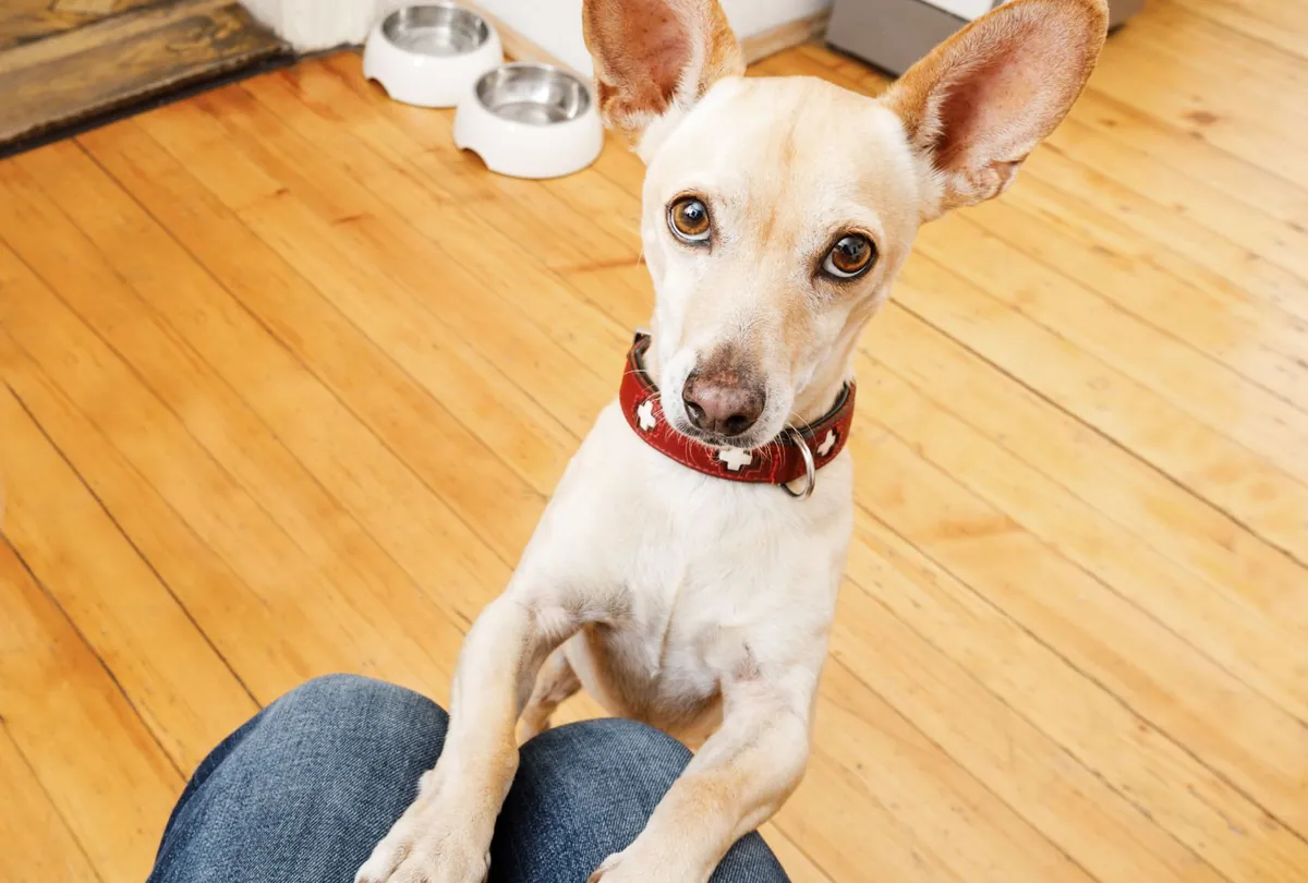 5 Dangerous Foods for Dogs—And What to Feed Instead