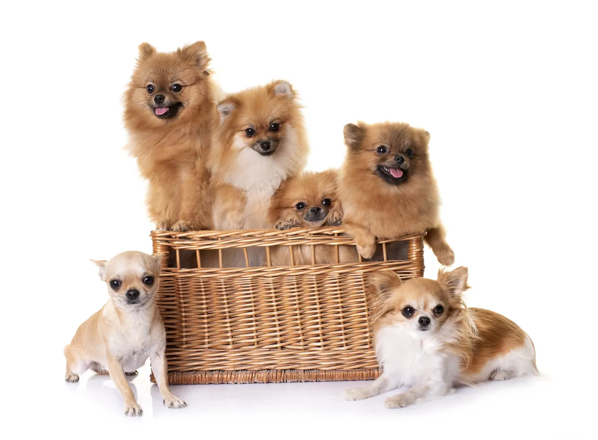 Six small Pomeranians and Chihuahuas grouped in wicker basket