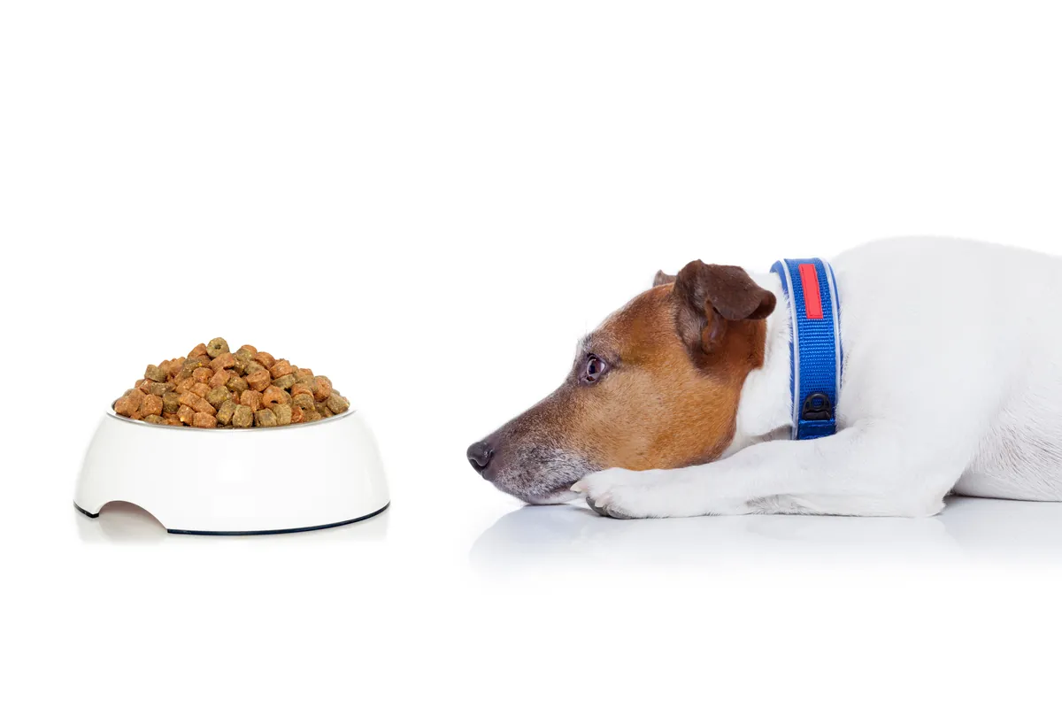 Thin brown and white dog lying on blanket watching kibble bowl
