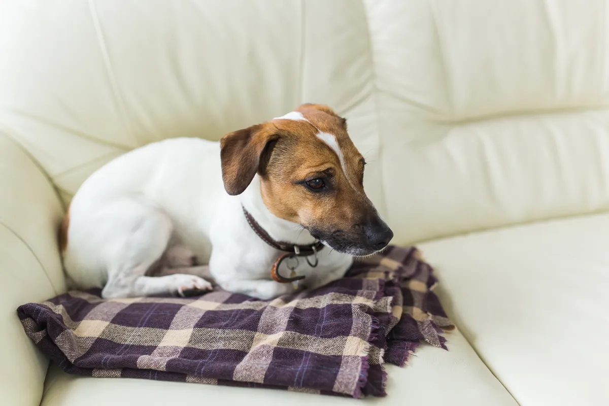 Jack Russell terrier resting on plaid blanket on couch