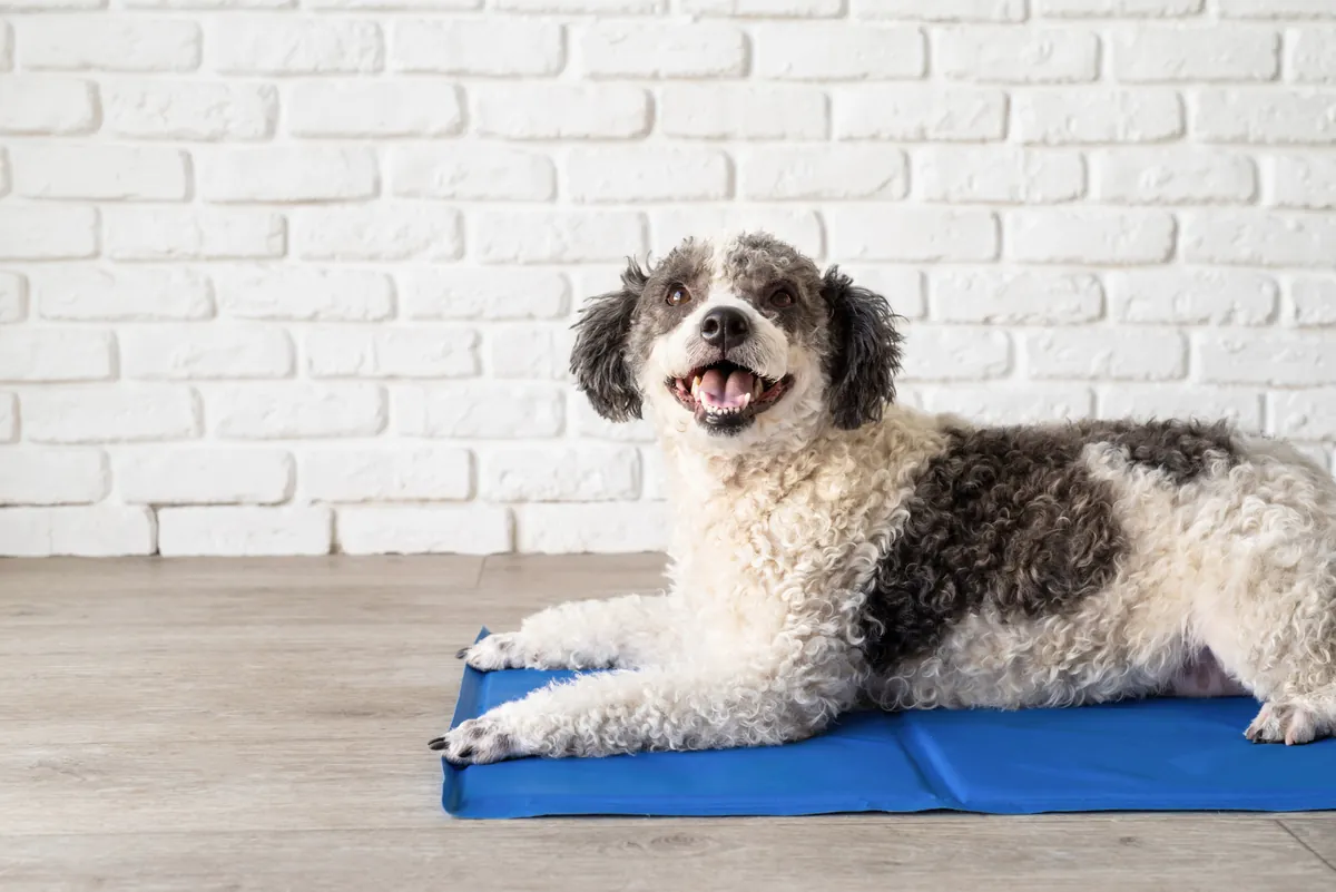 Gray and white dog relaxing on blue mat against brick wall