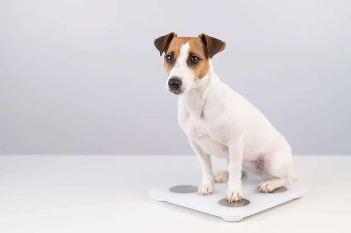 Underweight Dog Care: Signs, Causes, and Solutions