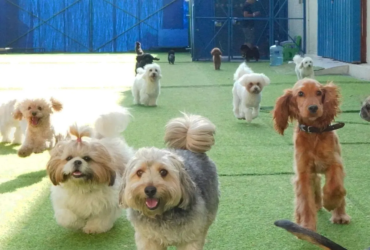 Multiple mixed breed dogs playing in daycare facility