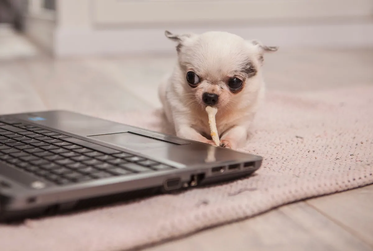 Feeding Tiny Tummies: Nutrition Tips for Small Dog Breeds