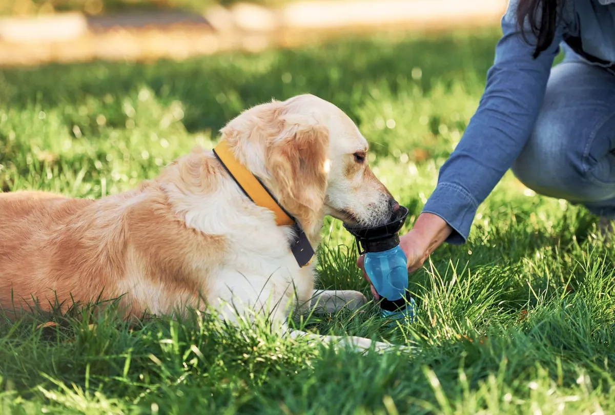 How to Prevent Heatstroke in Dogs: Key Signs and Safety Tips