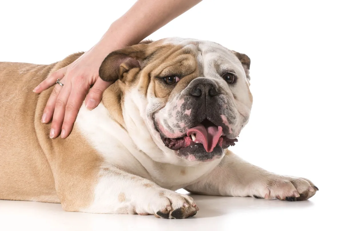 Tan and white Bulldog being petted by person's hand