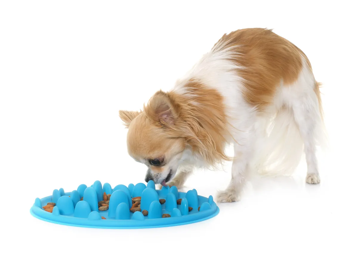 Tan and white Chihuahua eating from blue puzzle feeder
