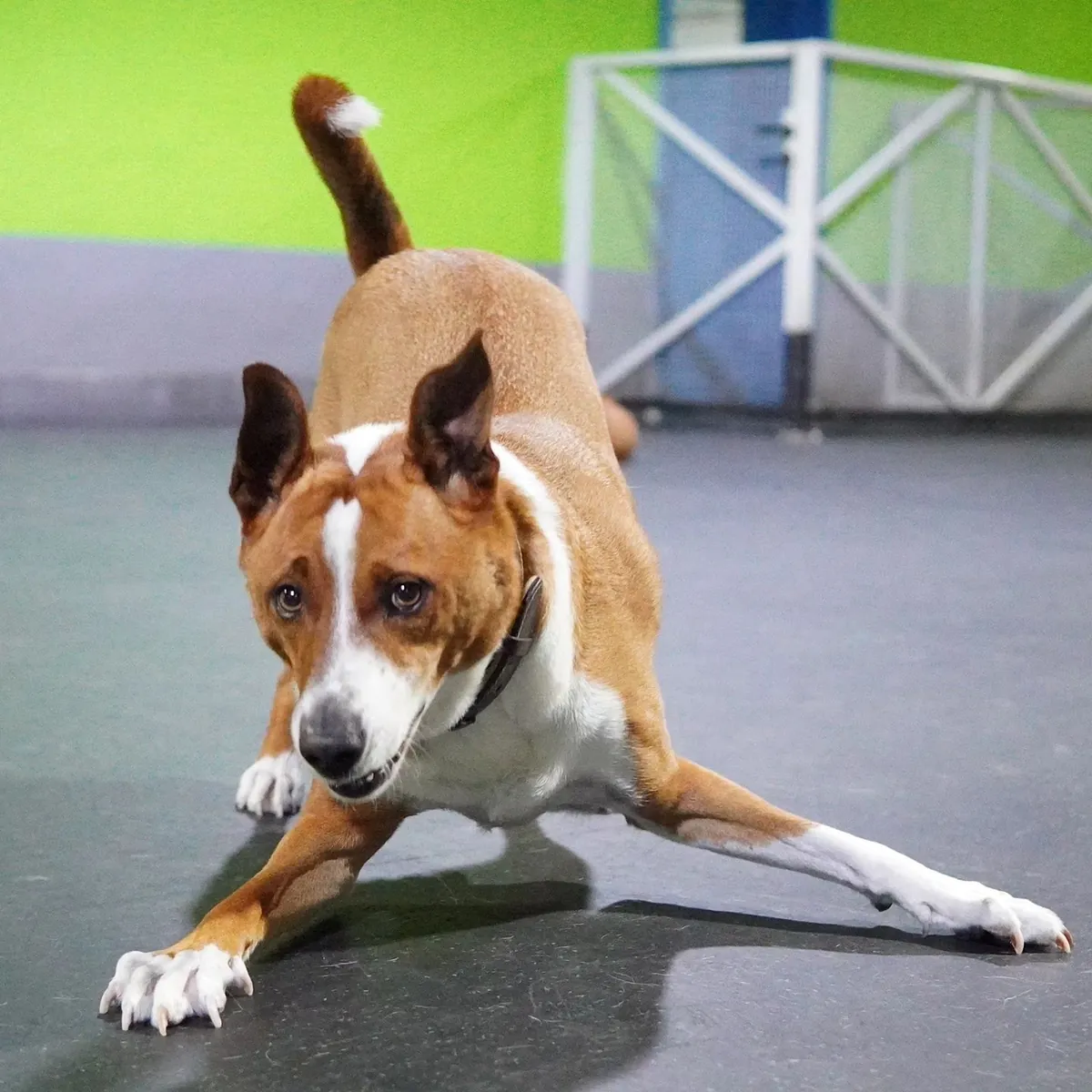 Brown and white dog stretching in downward pose on exercise mat