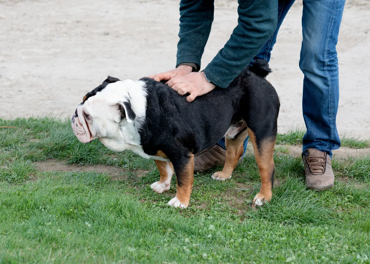 Man massaging black and white Bulldog's back on grass