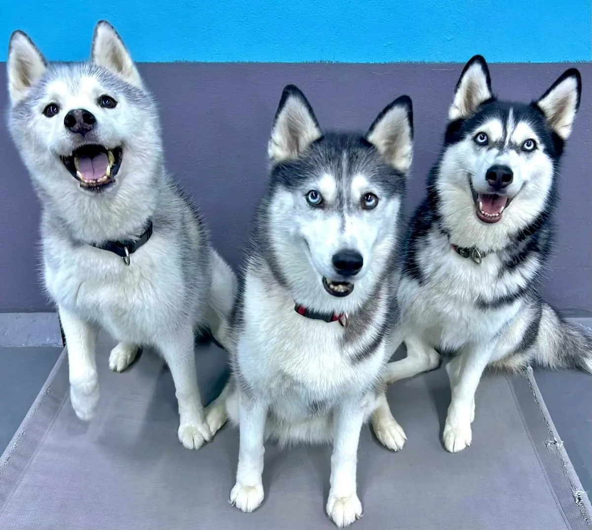 Three gray and white Huskies posing at camera together