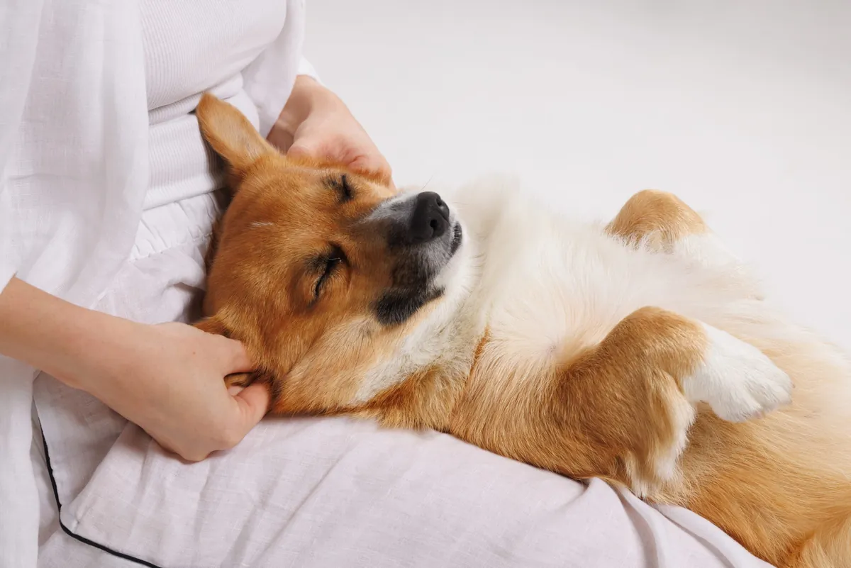 Dog Massage Benefits: Relaxation and Health for Your Furry Friend