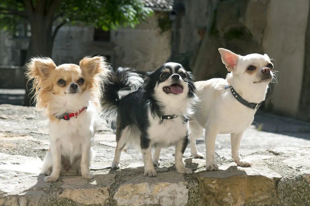 Small Dog Breeds: Nutrition Tips for Feeding Tiny Tummies
