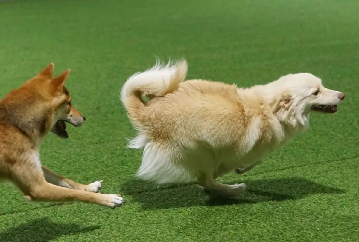 Golden Retriever and white Poodle playing in sunny open field