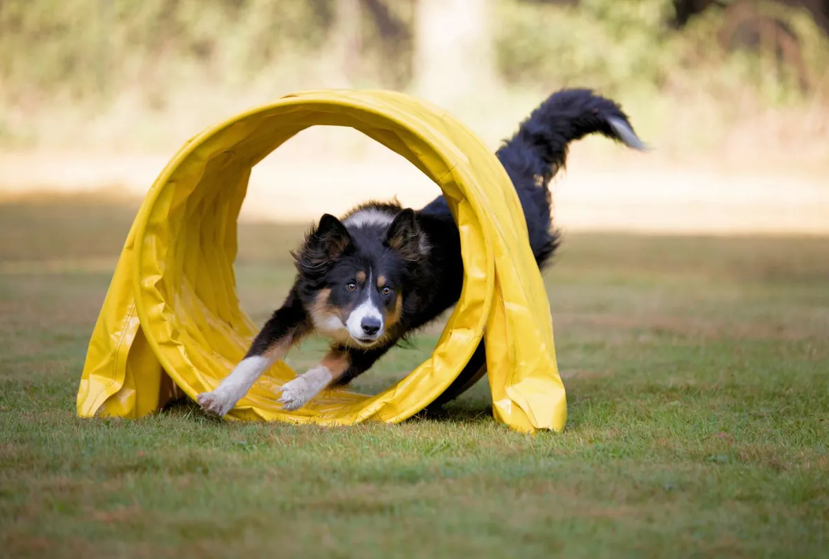 How to Care for High-Energy Dog Breeds: Tips and Insights