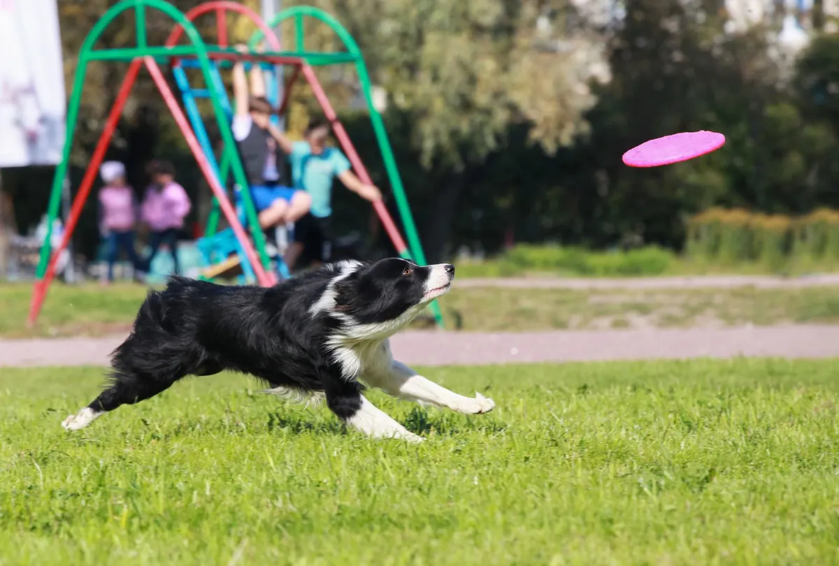 Black and white Border Collie catching purple frisbee at park