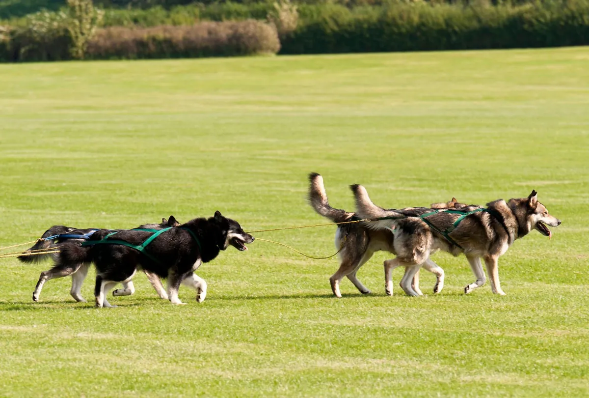 Three Huskies pulling together in harness across grassy field