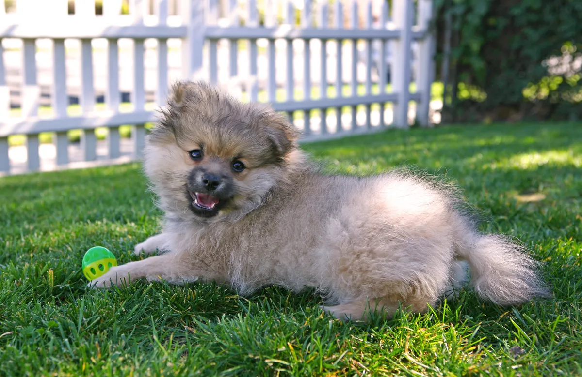 Fluffy tan and white Pomeranian puppy on grass