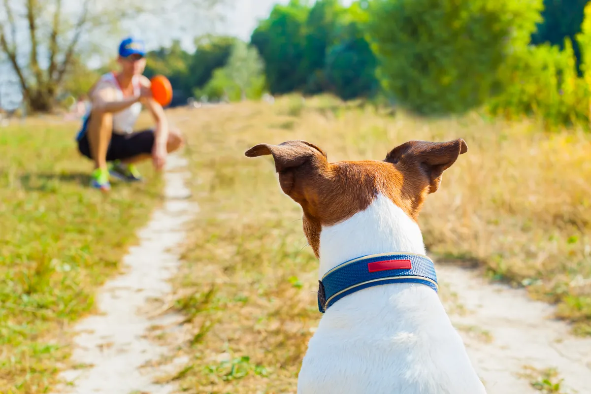 Brown and white dog watching owner throw orange frisbee