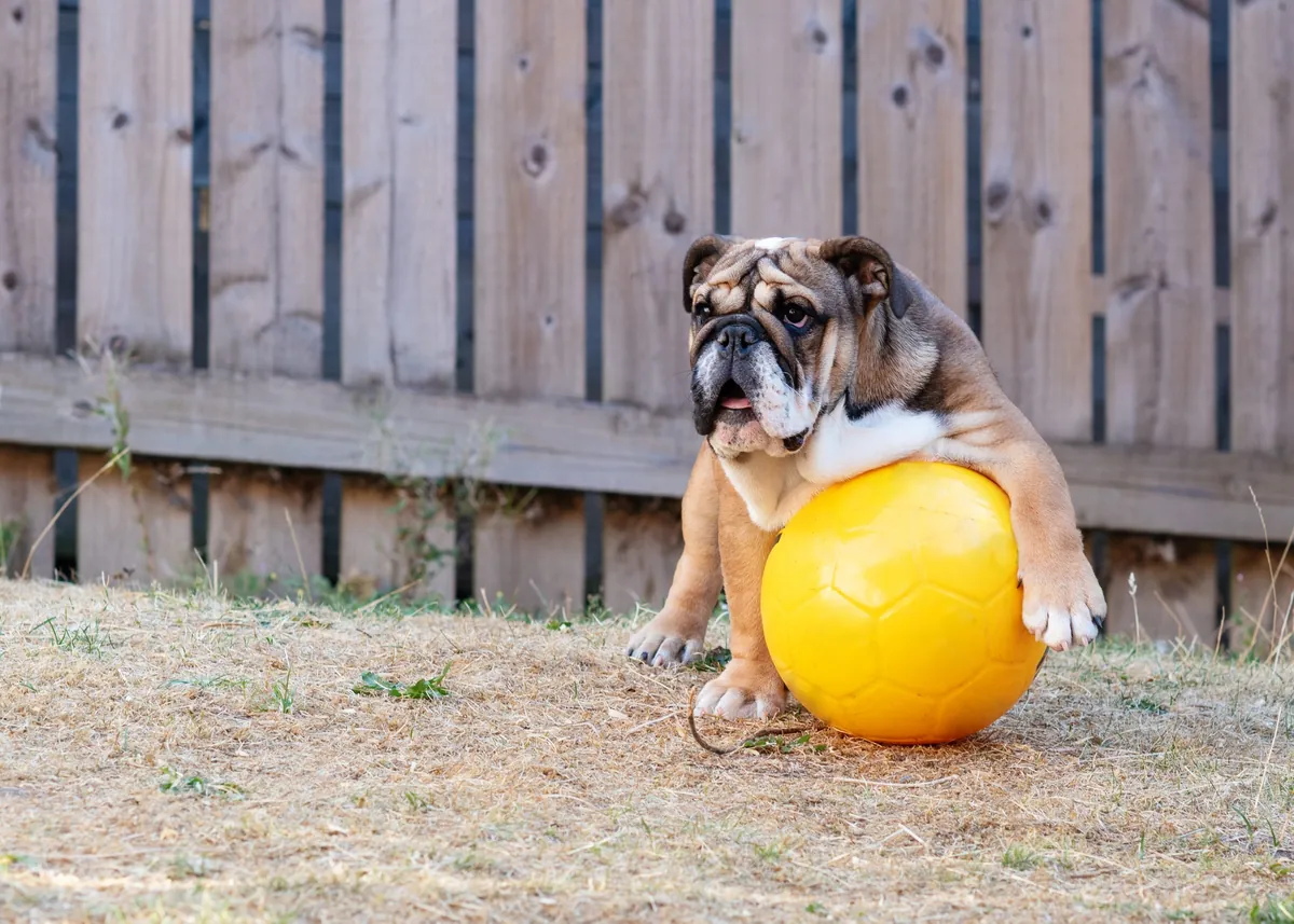 Dog Playtime Guide: Best Practices for Age and Breed
