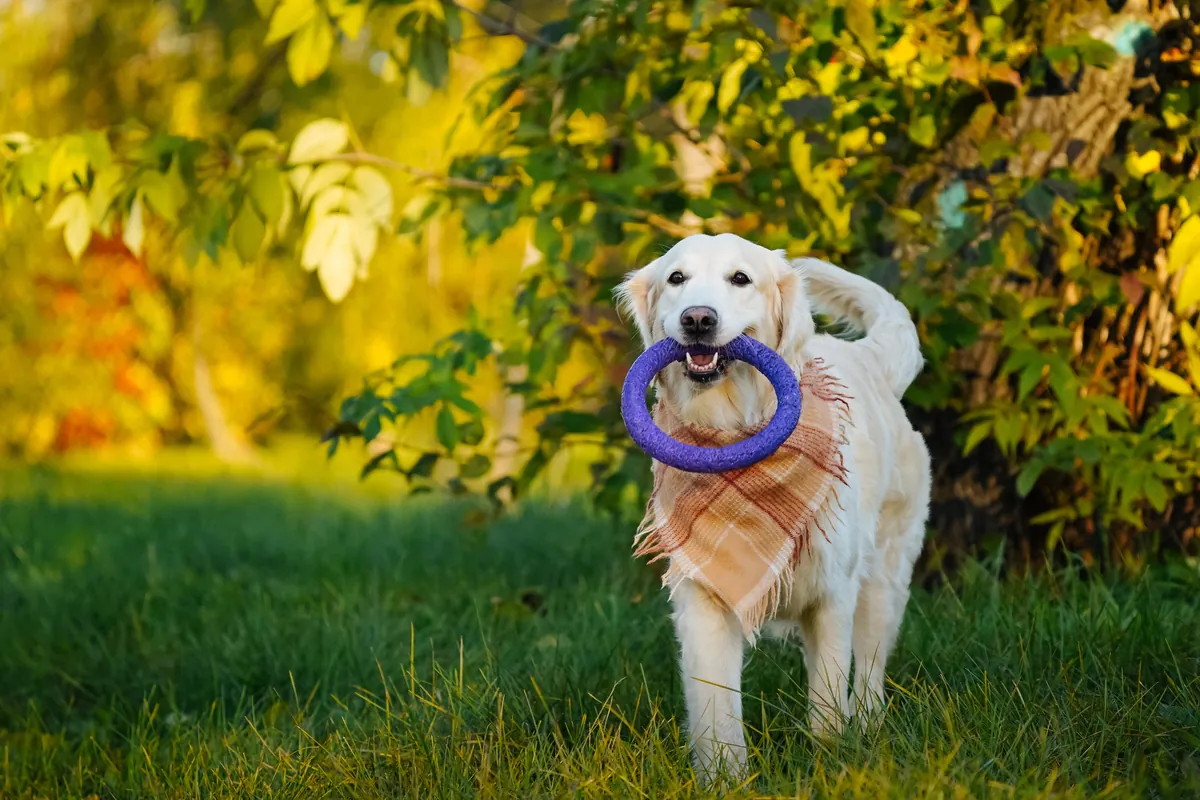 Golden Retriever carrying purple ring toy in mouth outdoors