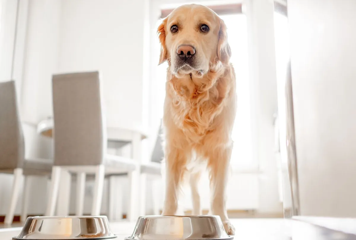 Best Foods & Care Tips for Dogs with Sensitive Stomachs