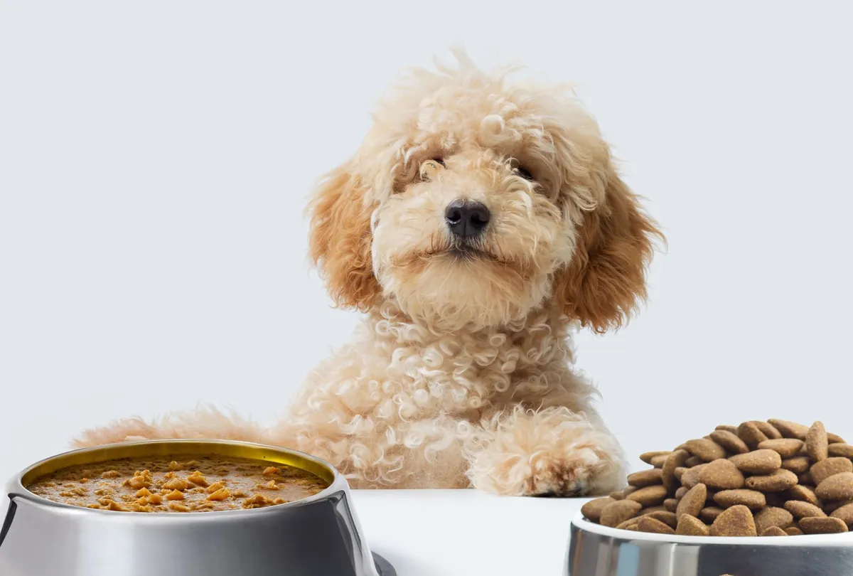 Apricot Poodle mix looking at food bowls with kibble