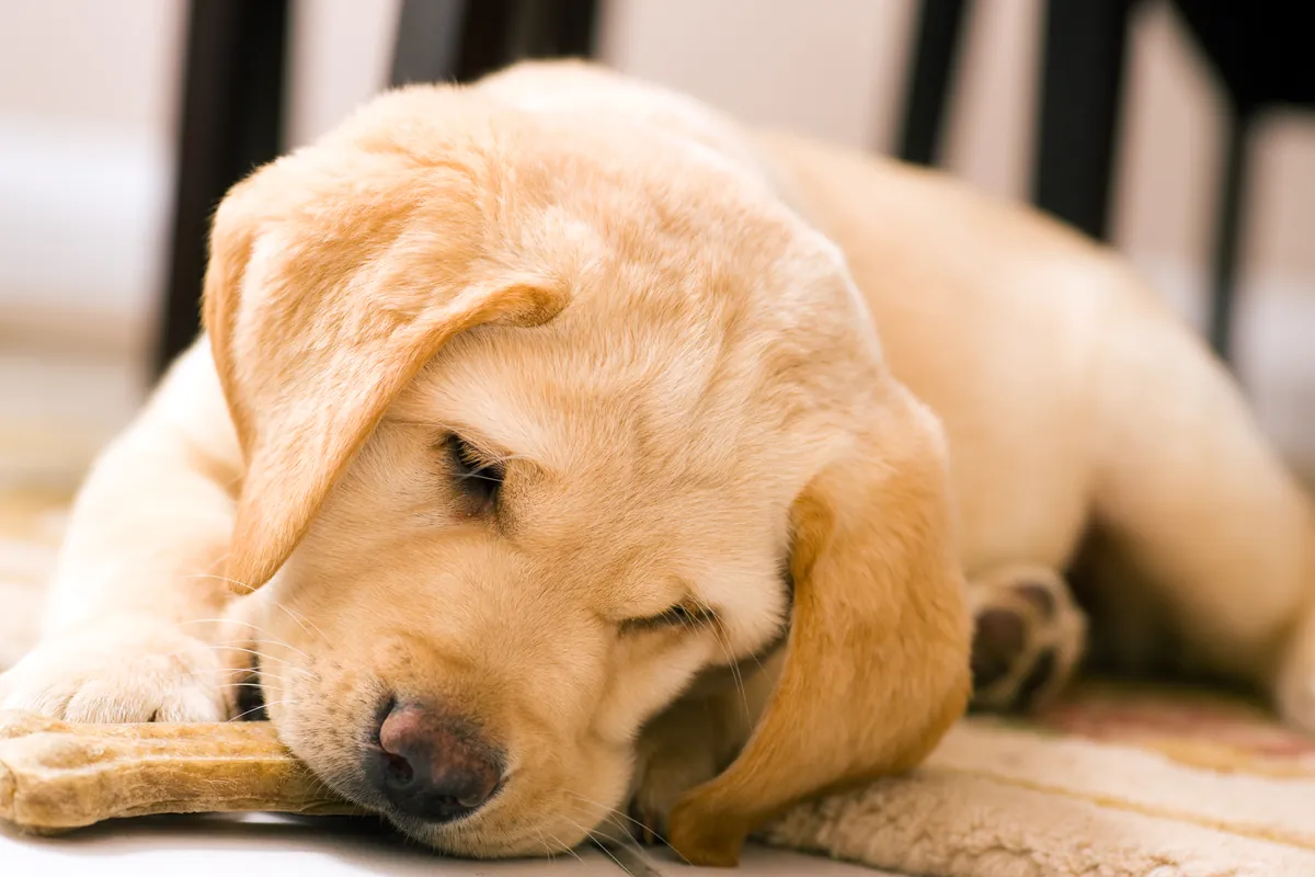 Golden puppy gnawing on toy bone with kibble nearby
